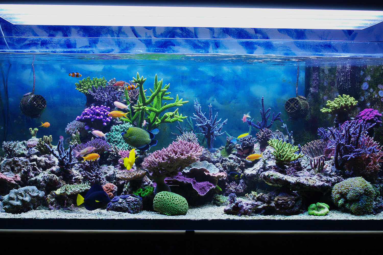 Fish tank decor assembly