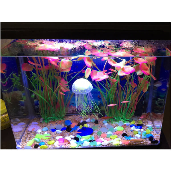 Cutie Heart Shaped Plant