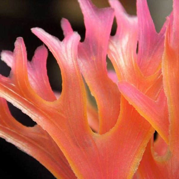 Teeny Weeny Cutie Sea Weed