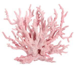 Vivid & Beautiful Coral