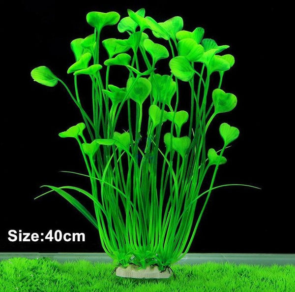 Cutie Heart Shaped Plant