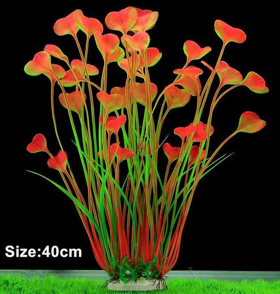 Cutie Heart Shaped Plant